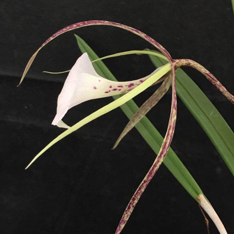 White orchid flower with pink-spotted petals and long green leaves and stems