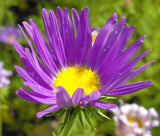 DAISY TAHOKA PRAIRIE ASTER Machaeranthera Tanacetifolia - 1,000 Bulk Seeds Garden Plants