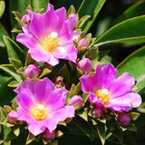 Pereskia grandifolia exotic flowering rare cacti seed cactus tree aloe 15 seeds Flowering Plants