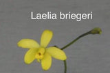 Orchid live  rupicula Laelia briegeri - bare root Orchids