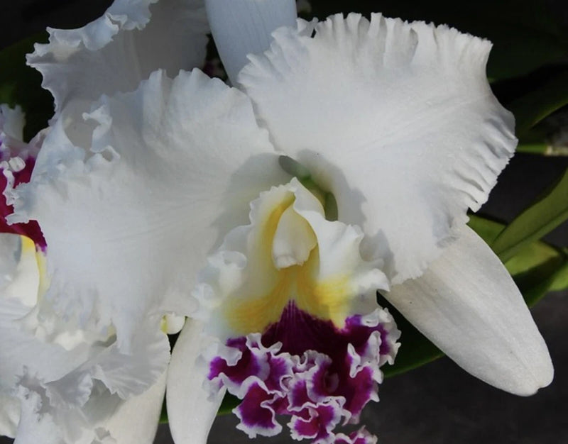 Fragrant white Cattleya orchid corsage with purple lip