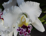 Lc. Nippon 'Livinza' Cattleya Orchid Plant 4Ó corsage Type Fragrant FRAGRANT Orchids