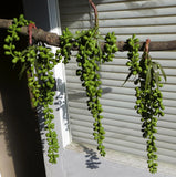 3 Pcs Artificial Plant Plastic Pearl Bead Hanging (V5) Green Plant