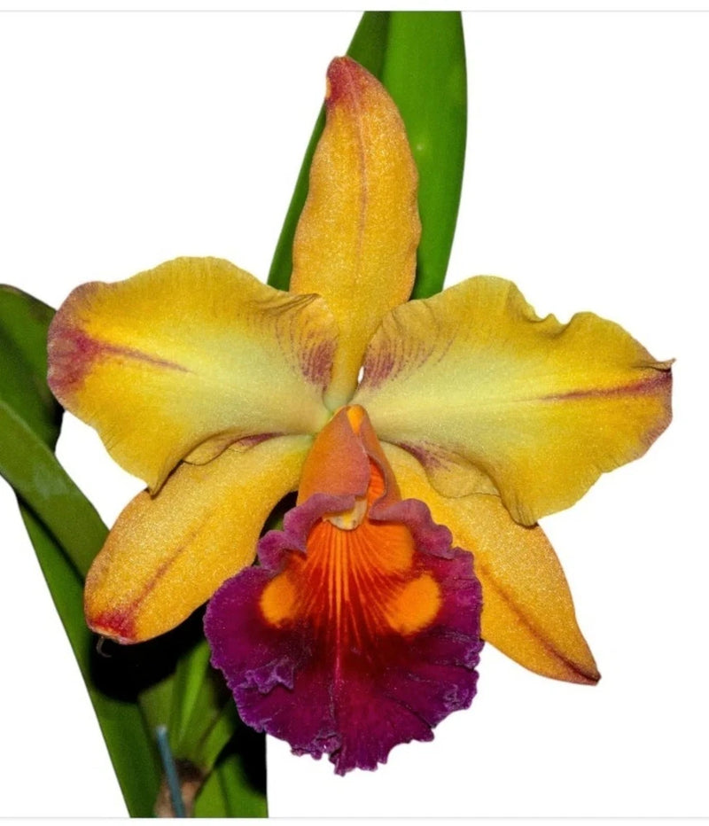 Fragrant live yellow cattleya orchid with purple-red lip and green leaves
