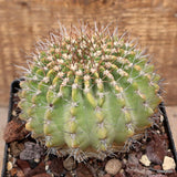 D2983 ACANTHOCALYCIUM PEITSCHERIANUM pot12-H9-W11 cm MaMa Cactus Green Plant