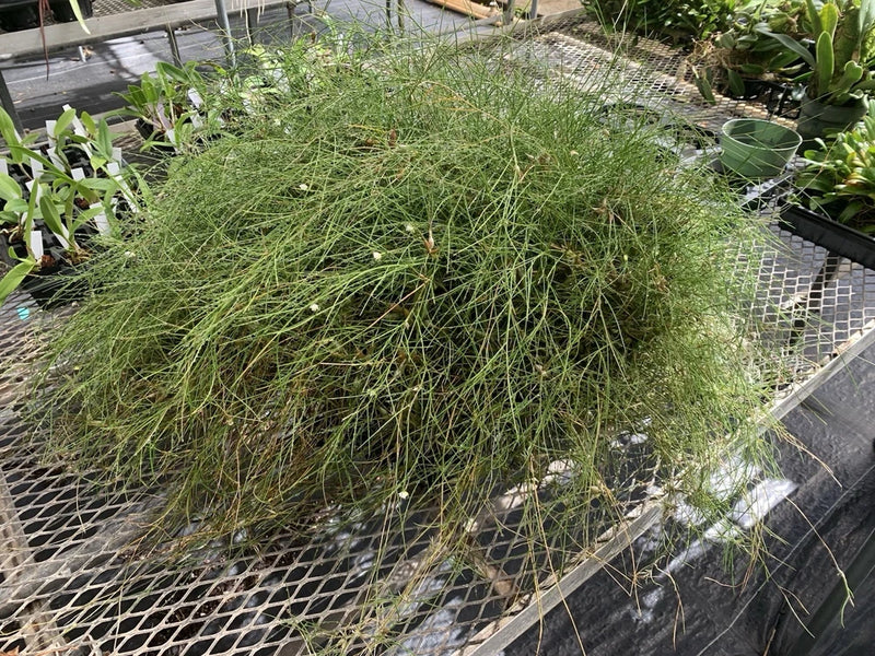 Dendrobium tenellum orchid plant in a wire mesh basket with dense green feathery growth