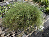 Dendrobium tenellum Orchids