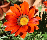 GAZANIA GARDEN LEADER BRONZE Gazania Rigens - 200 Bulk Seeds Garden Plants