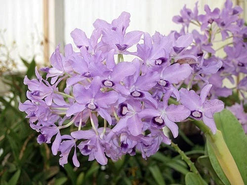 Lavender purple orchid blossoms with ruffled petals and dark centers