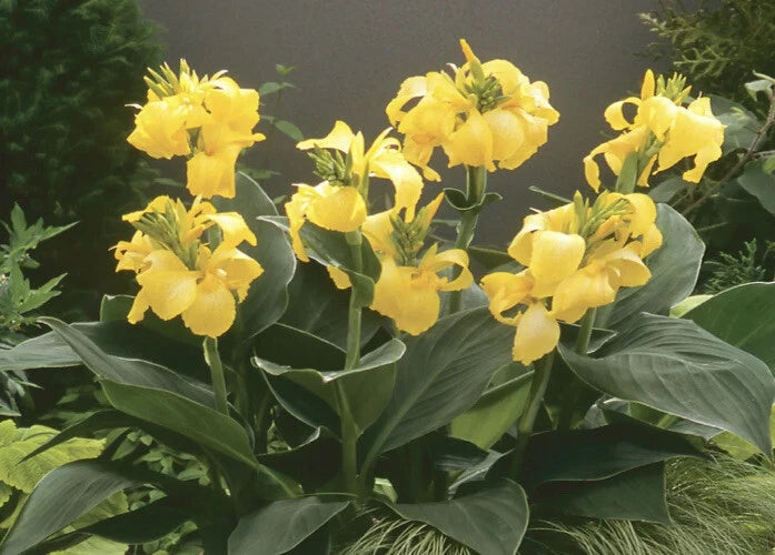 Yellow canna lily flowers with broad green leaves