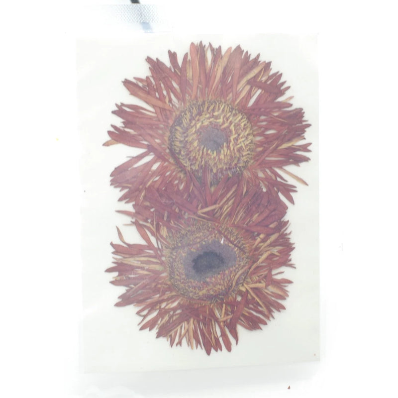 2PCS Real Pressed Dry daisy Flower, Large purple Flower Head for art FSS26 #9 Dried Flower