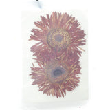 2PCS Real Pressed Dry daisy Flower, Large purple Flower Head for art FSS26 #9 Dried Flower