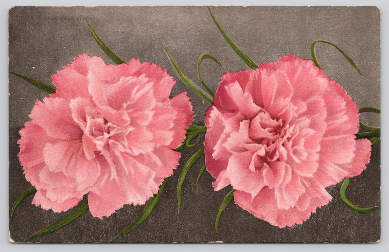 Postcard Pink Carnations Flowers Botany Floral - Edward H Mitchell 1976 Carnation