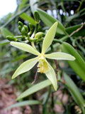 Organic Vanilla Orchid- Grow Your Own Vanilla Pods!- Live Starter Plant- FREE SH Orchids