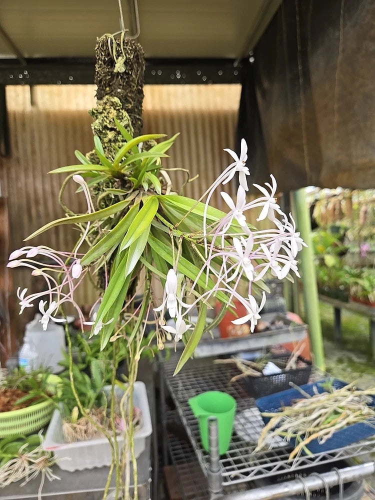 White orchid blooms on green leafy stems in a pot