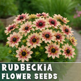 Buttercup Halo Rudbeckia Seeds 125+ Seeds Annual Flower Seeds Garden Garden Plants
