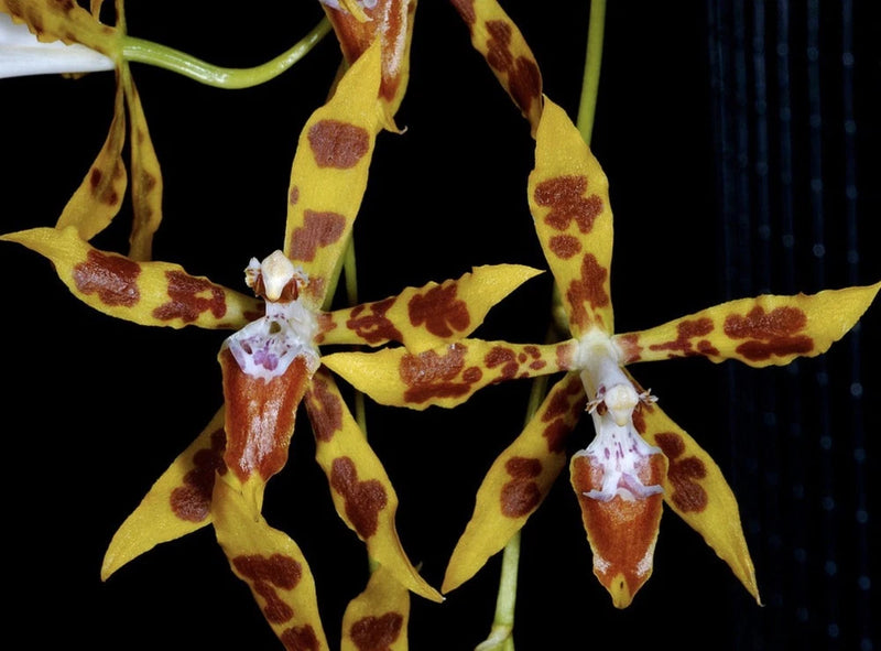 Spotted yellow and brown orchid flowers on thin stems