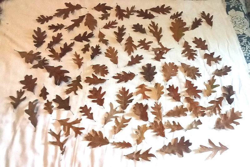 Oak Leaves 50 Medium 3"- 5" Assorted Fall Colors Perfect for Crafts Dried Flower