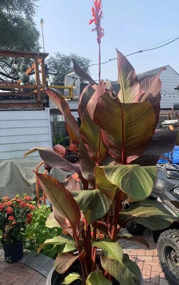 Rare Canna Lily Rhizome (2) Russian Red Musifolia ~ Red/Orange Flower Lily