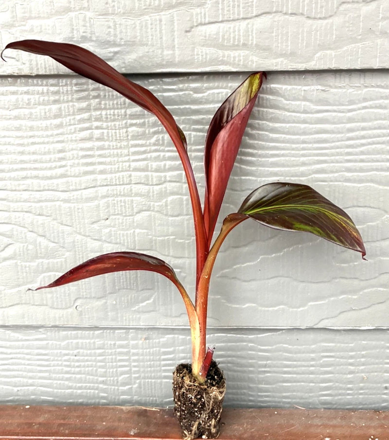 Red Banana Plant - Red Abyssinian - Ensete Maurelii Ð Live Banana Plant Green Plant