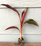 Red Banana Plant - Red Abyssinian - Ensete Maurelii Ð Live Banana Plant Green Plant