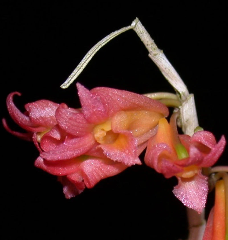 Dendrobium farciferum orchid flower cluster with pink petals and yellow centers