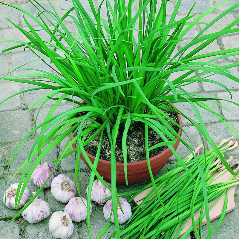 300 GARLIC CHIVE SEEDS NON - GMO FRESH FRESH HARVEST FOR GARDENS Garden Plants