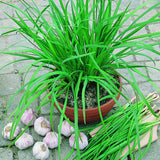 300 GARLIC CHIVE SEEDS NON - GMO FRESH FRESH HARVEST FOR GARDENS Garden Plants