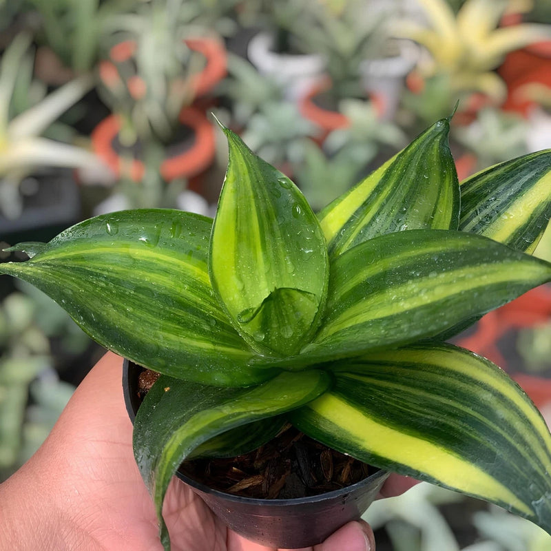 Sansevieria Trifasciata Green Mould Variegated Snake Plant Green Plant