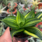 Sansevieria Trifasciata Green Mould Variegated Snake Plant Green Plant