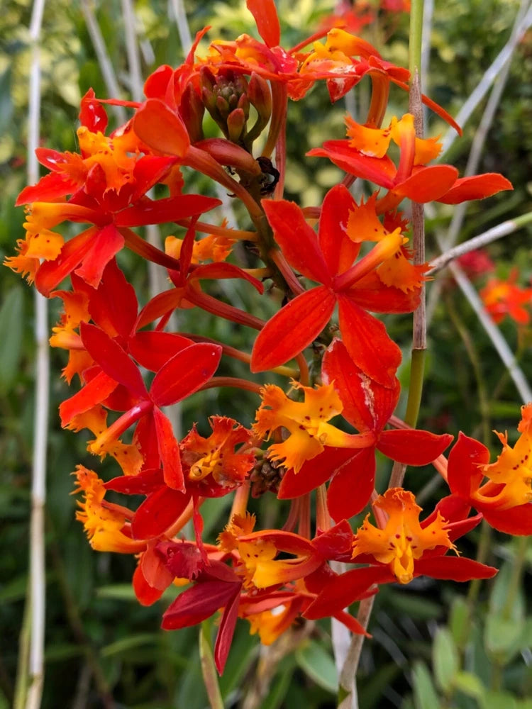 Orange and red orchid flowers cluster on stems