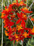 Epidendrum Radicans Orange Orchids for Ground or Pot (2 Live Cuttings) Orchids