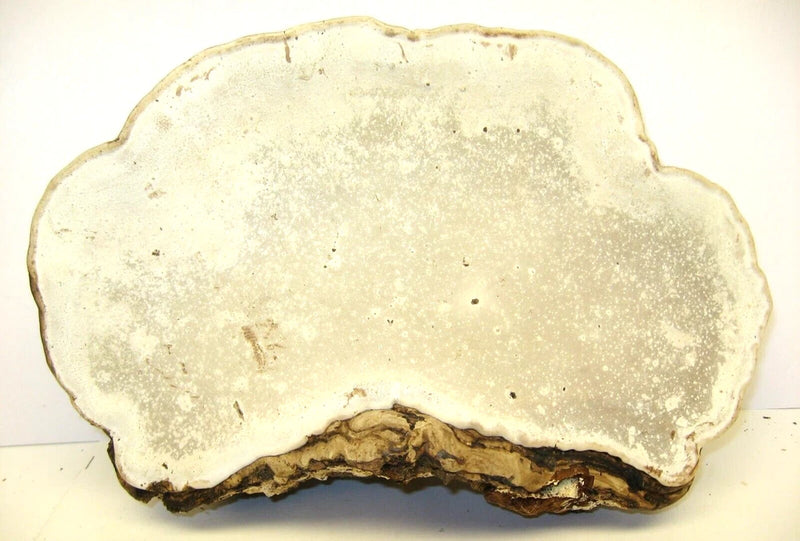 Dried tree conk for crafts, light tan shelf fungus with dark brown edge