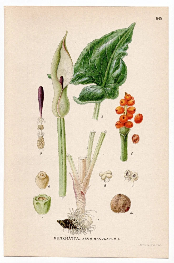 Botanical flower print with arum lily, green leaves, and orange berries