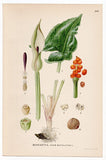 1926 Lindman Botanical Flower Print, Wild arum, Arum lily, Lords-and-ladies Lily
