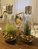 2PK Solar Glass Hanging Bulb Vases - Indoor/Outdoor Glowing Succulent Terrarium Green Plant