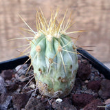 D3411 COPIAPOA TENEBROSA V. BOREALIS pot10-H6-W4 cm MaMa Cactus Green Plant