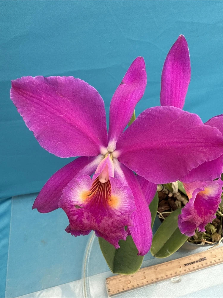 Purple-pink orchid in pot, five large petals with yellow center