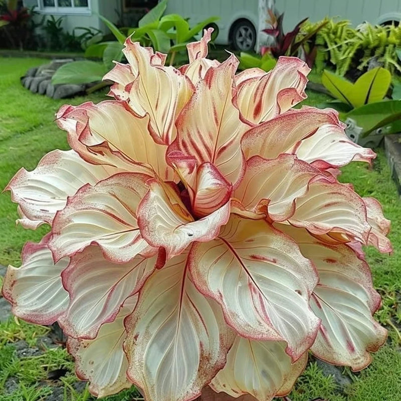 25+ Red Ash Calathea Seeds for Garden Planting - USA - FREE SHIPPING! Garden Plants