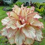 25+ Red Ash Calathea Seeds for Garden Planting - USA - FREE SHIPPING! Garden Plants