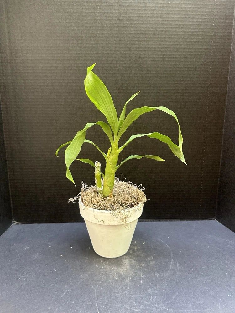 Potted orchid plant with bright green strap leaves in a small white pot