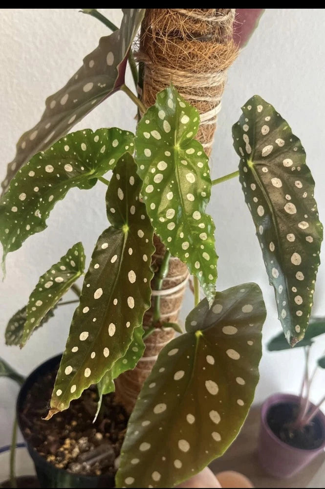 Potted begonia maculata with dark green speckled leaves, in small soil pot