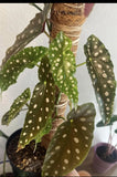 begonia maculata In Pot Orchids