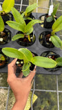 Potted orchid plant with green leaves in a small black nursery pot