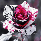 150+ Rare Rose Seeds for Planting - Heirloom Rose Seeds Bushes Gardening Bush Vi Garden Plants