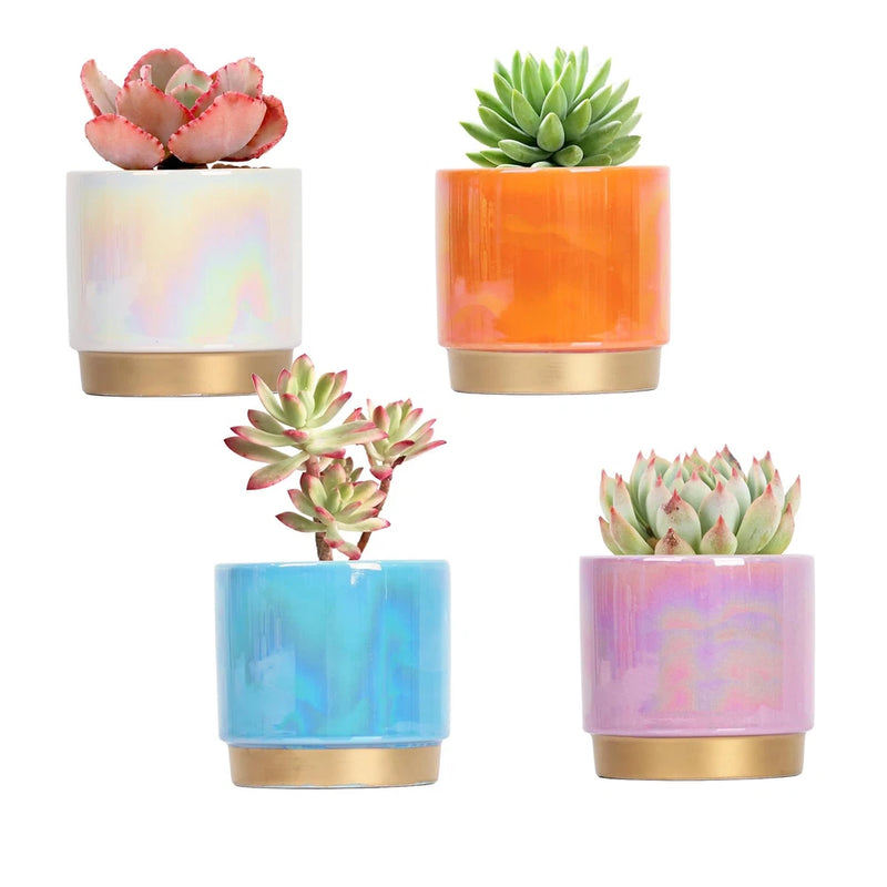Glazed ceramic succulent planters, set of 4 with small succulents in colorful pots