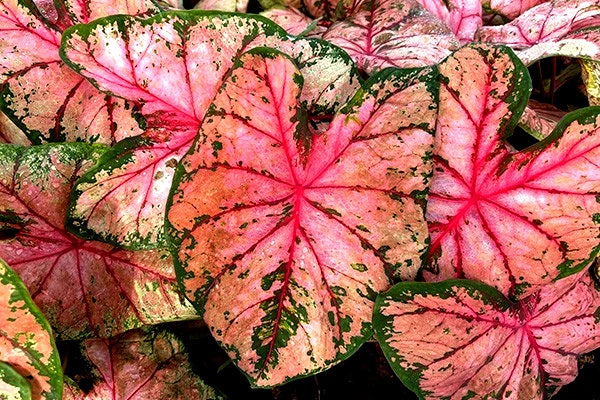 Pink lily flowers with red speckles, star-shaped petals, and dark green leaves