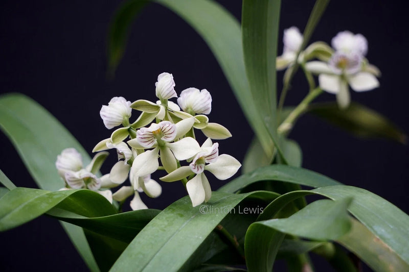 (254 -1)   Epi.Radiatum        Fragrant   NBS Orchids