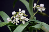(254 -1)   Epi.Radiatum        Fragrant   NBS Orchids