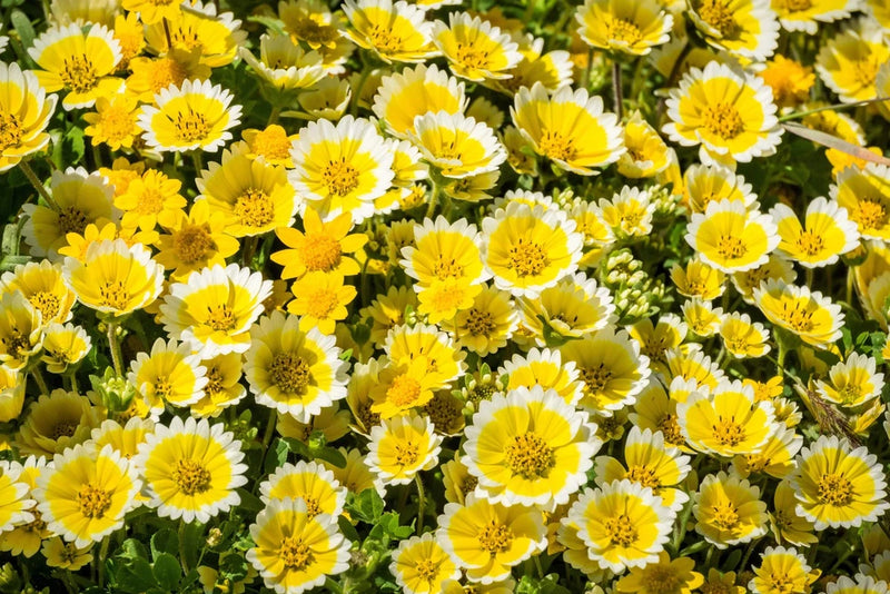 500 TIDY TIPS Layia Platyglossa Native Yellow & White Flower Seeds Flowering Plants
